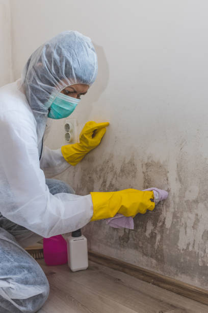 Best Mold-Related Health Consultation  in Brass Castle, NJ